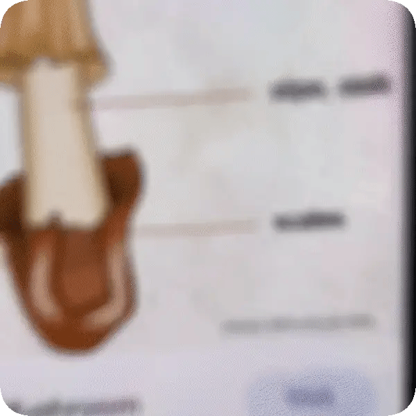 PrintPal Pocket Pro: Ideas in Your Pocket