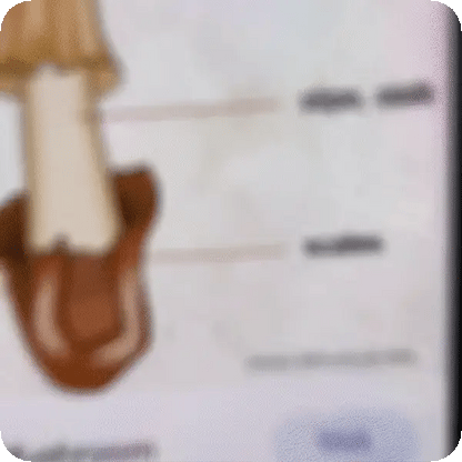 PrintPal Pocket Pro: Ideas in Your Pocket